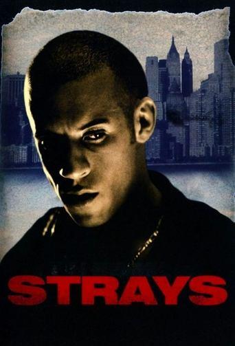 Strays image