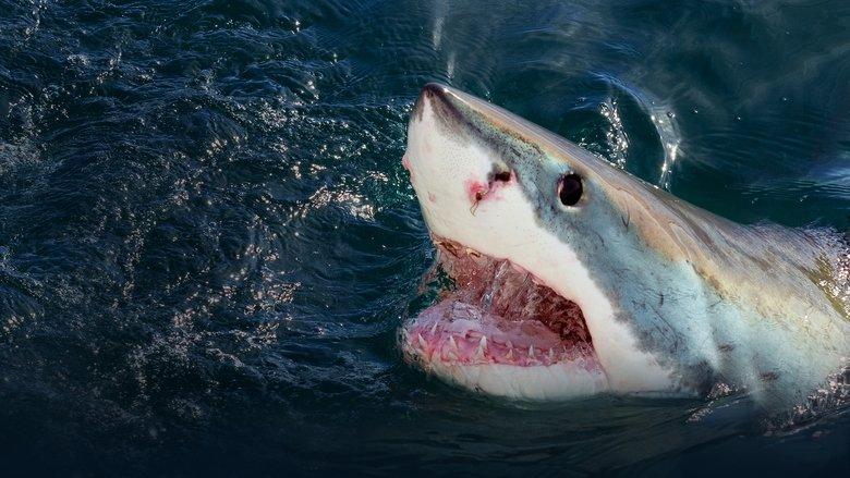When Sharks Attack image