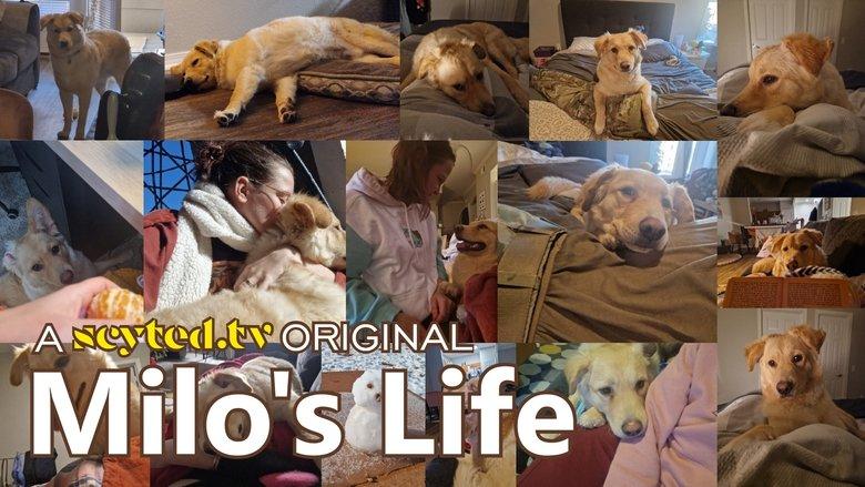 Milo's Life image