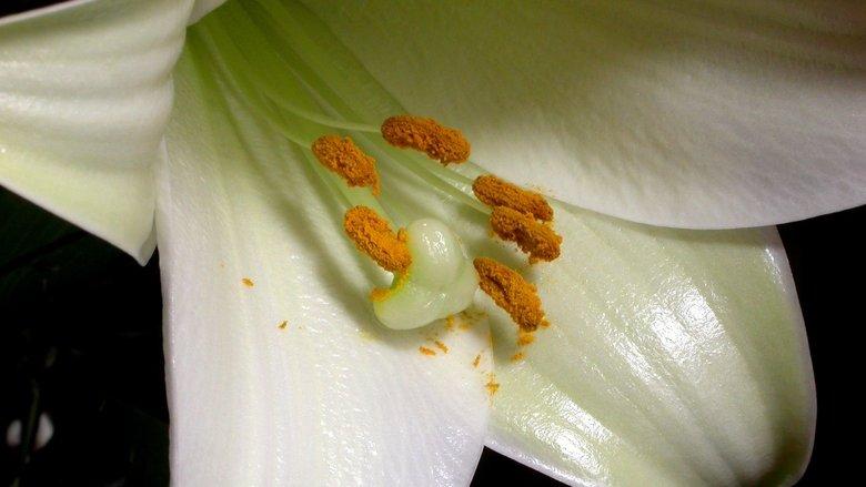The Private Life of Plants image