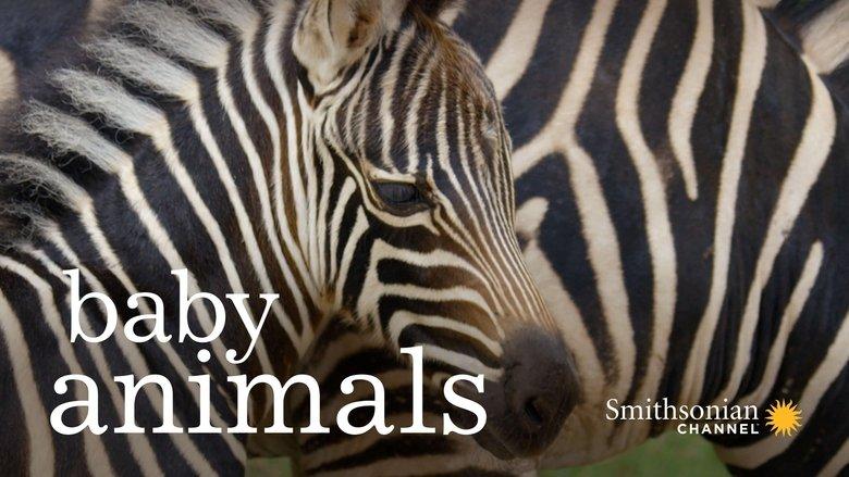 Baby Animals image