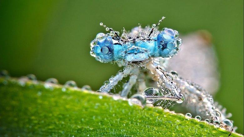 Fascinants insectes image
