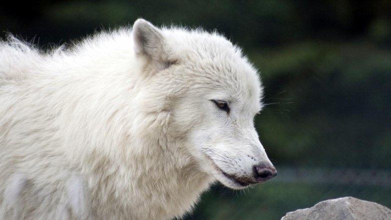 White Wolves - A Cry in the Wild II image