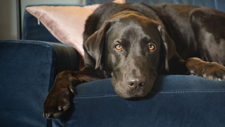 The Secret Life of Our Pets image