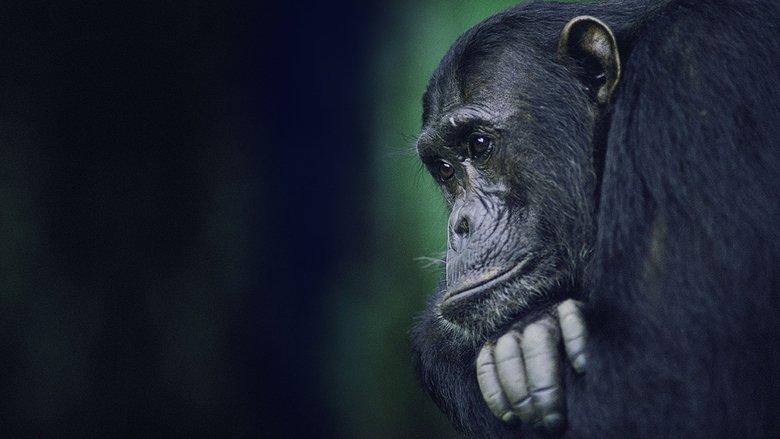 Kingdom of the Apes: Battle Lines image