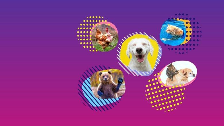 America's Funniest Home Videos: Animal Edition image