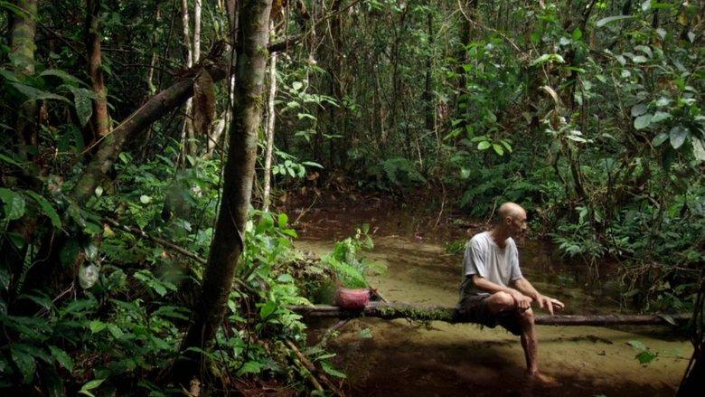Song from the Forest image