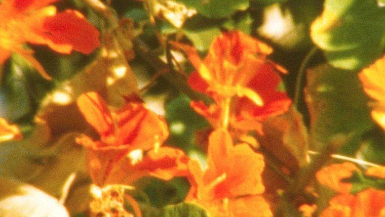 The Secret Garden image