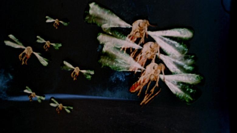 Mosquito image