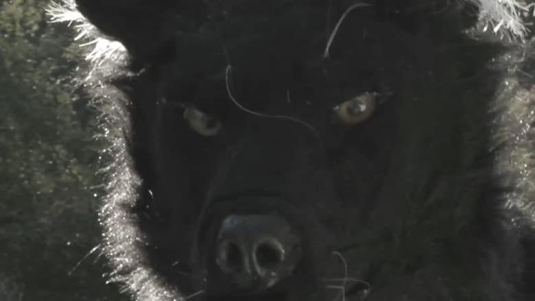 Dogman 2: The Wrath of the Litter image