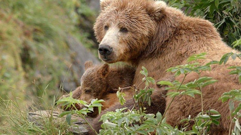 Alaska's Giant Bears image