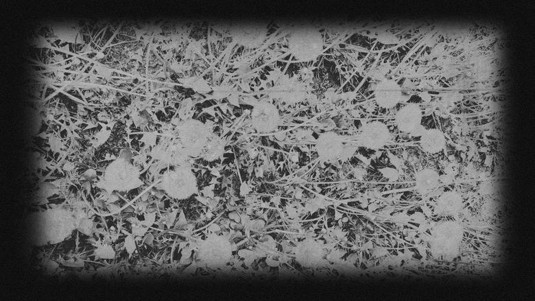 In Bloom | A Ghost Story image