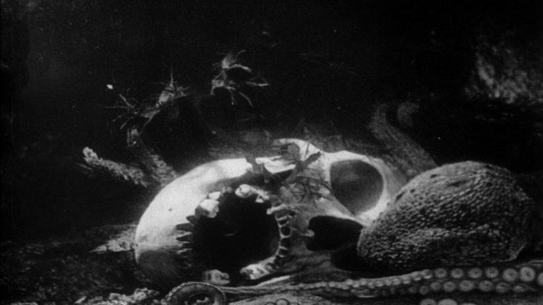 The Octopus image