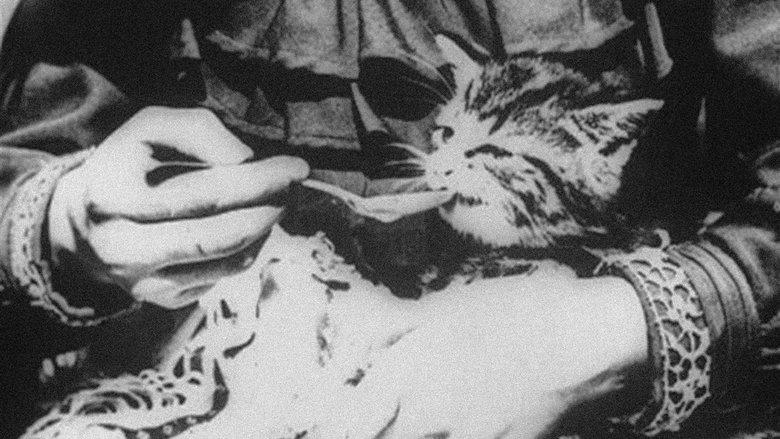 The Sick Kitten image