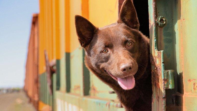 Koko: A Red Dog Story image