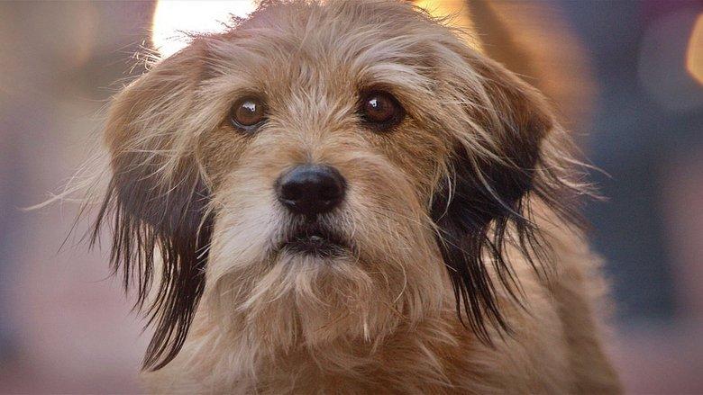 Benji image