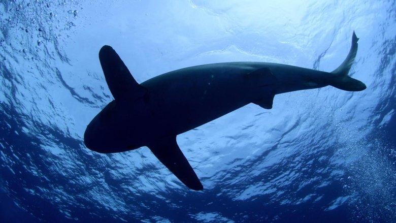 Shark Dive image