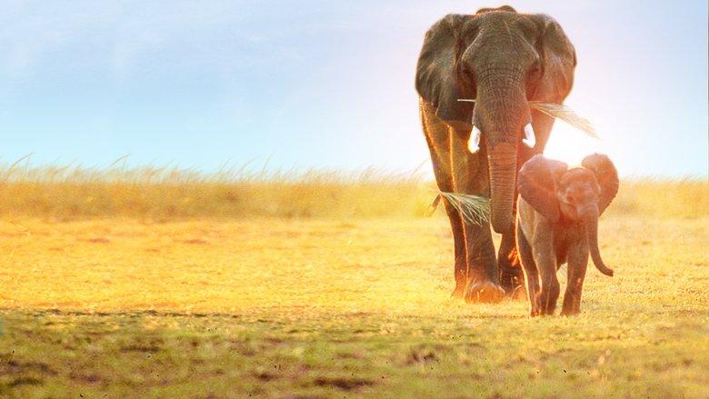 Whispers: An Elephant's Tale image