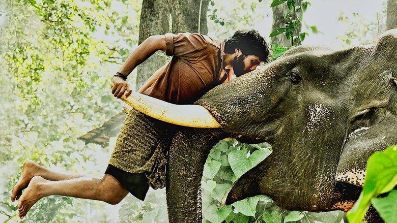 Kumki image