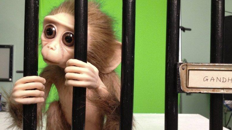 Monkey Love Experiments image