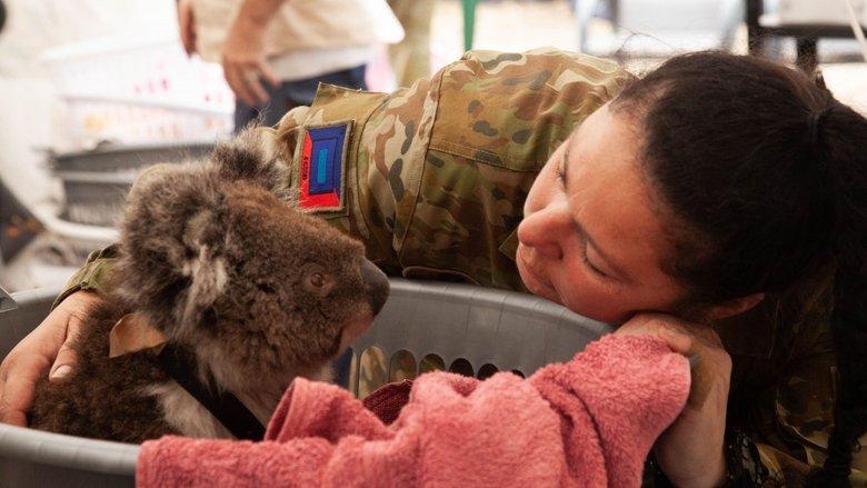 Bushfire Animal Rescue image