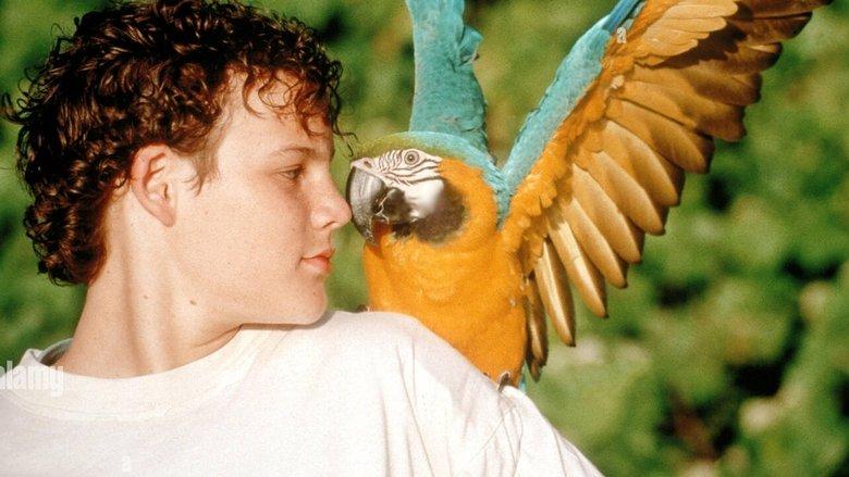 The Real Macaw image