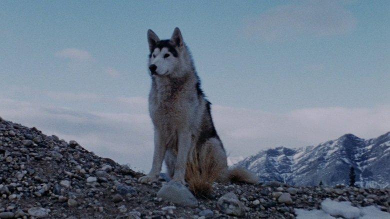 Nikki, Wild Dog of the North image