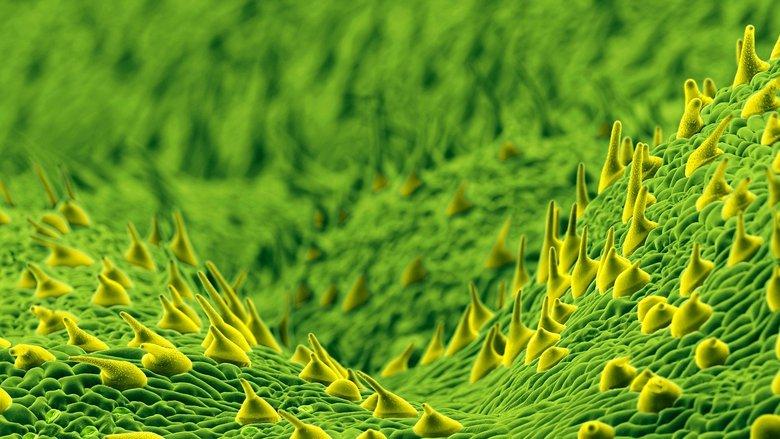 The Secret Genius of Plants image