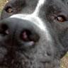 Pablo profile photo